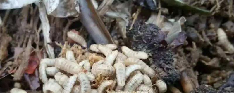 黑水虻养殖 成本利润解析与生物有机肥料用途全指南